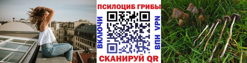 KRAKEN зеркало  Тимашёвск  даркнет телеграм  Псилоцибиновые грибы мицелий 